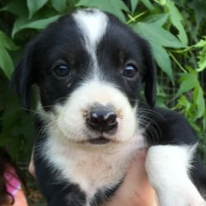 Meet your Posher, Harper